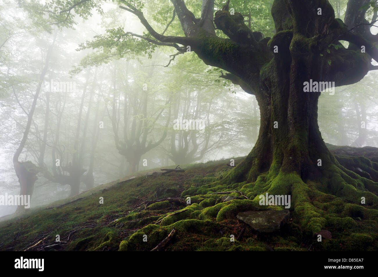 foggy forest with mysterious trees with twisted roots Stock Photo - Alamy