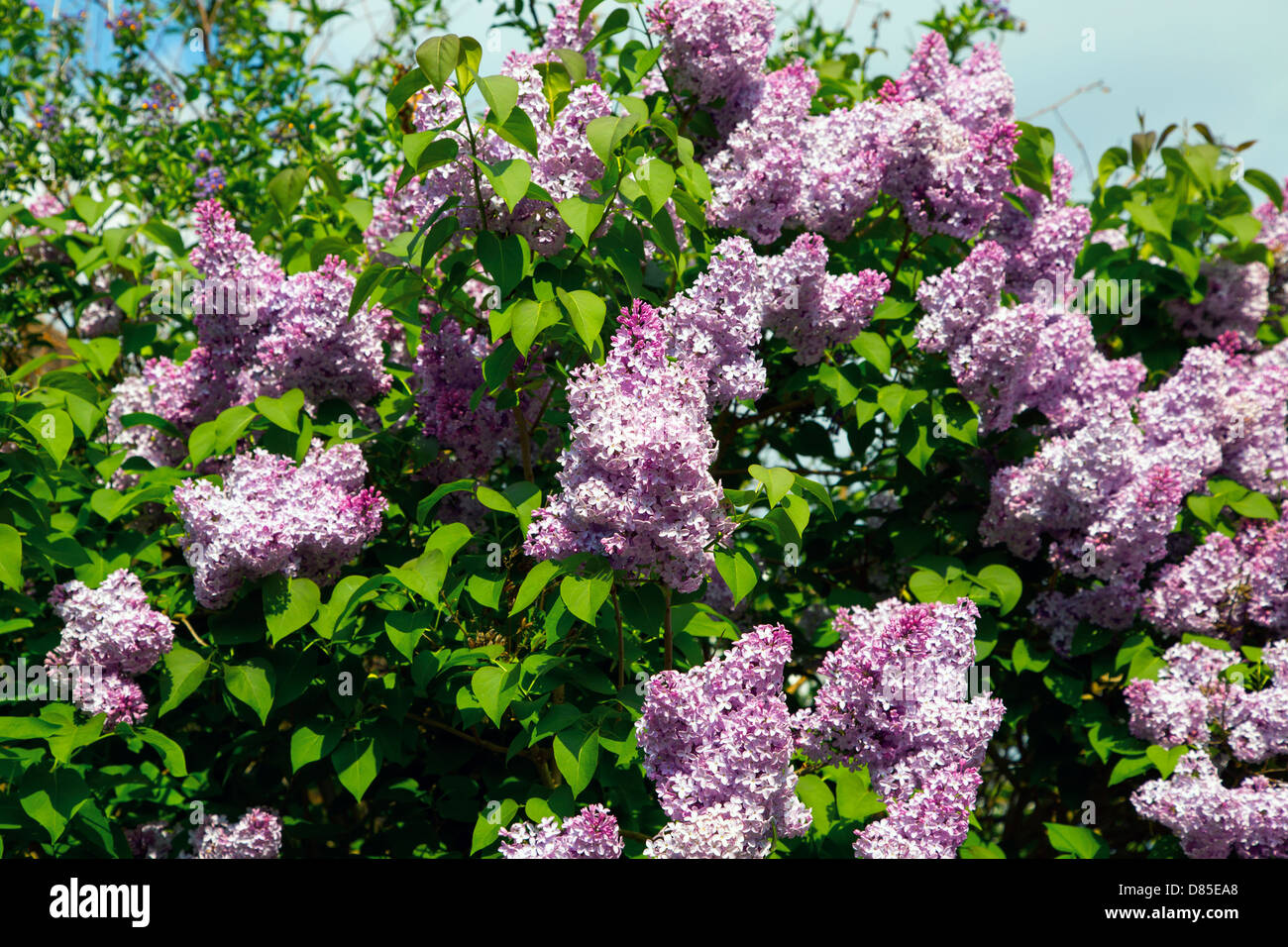 Foliage of lilac tree hi-res stock photography and images - Alamy