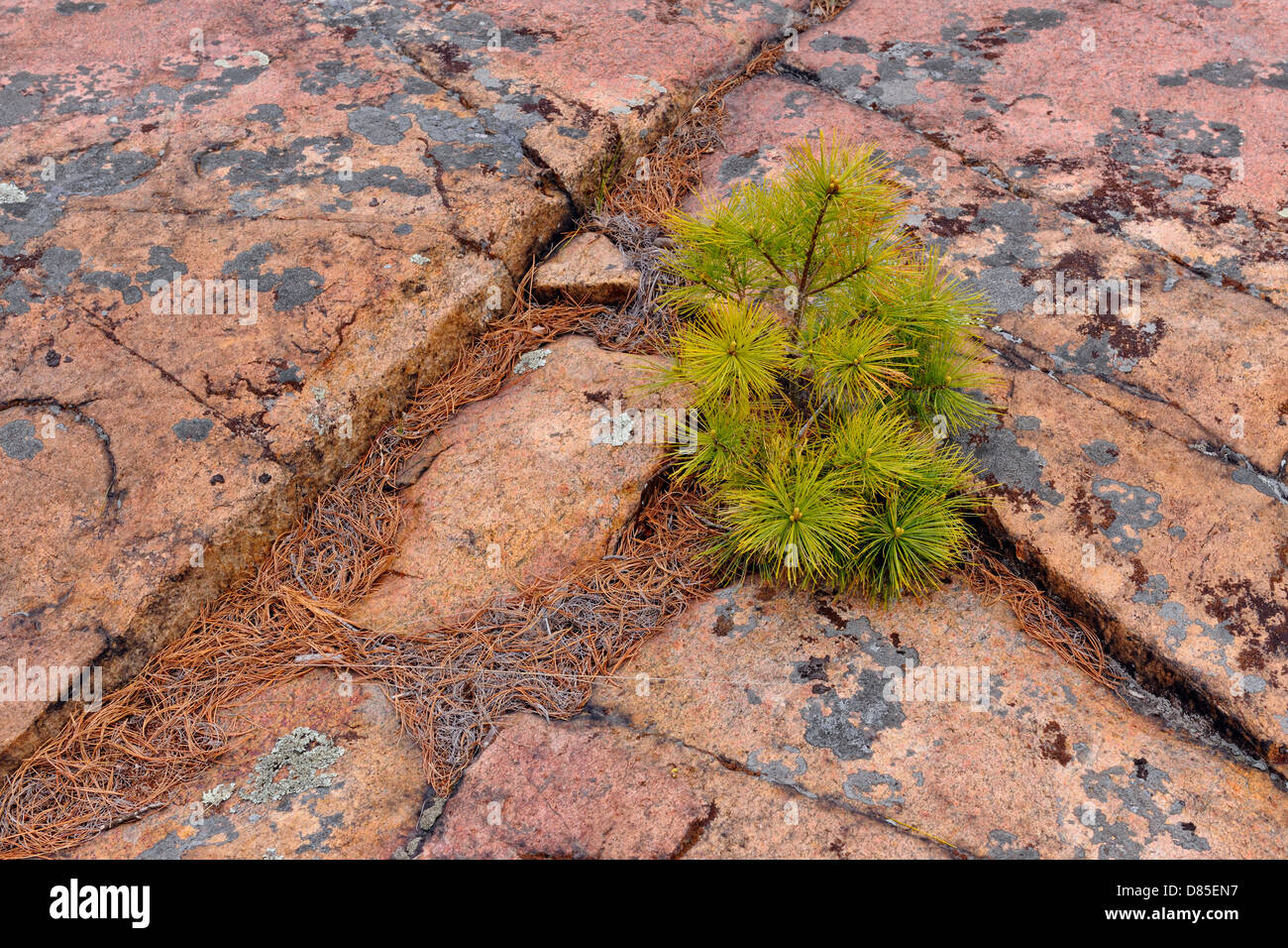Canadian Shield granite outcrops with Eastern white pine Pinus strobus Killarney Provincial Park, Ontario, Canada Stock Photo