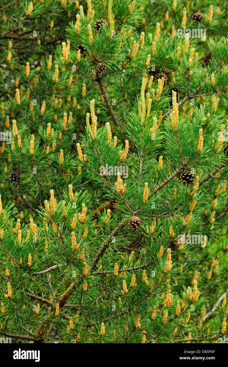 Jack pine (Pinus banksiana) Reproductive cones Greater Sudbury, Ontario, Canada Stock Photo