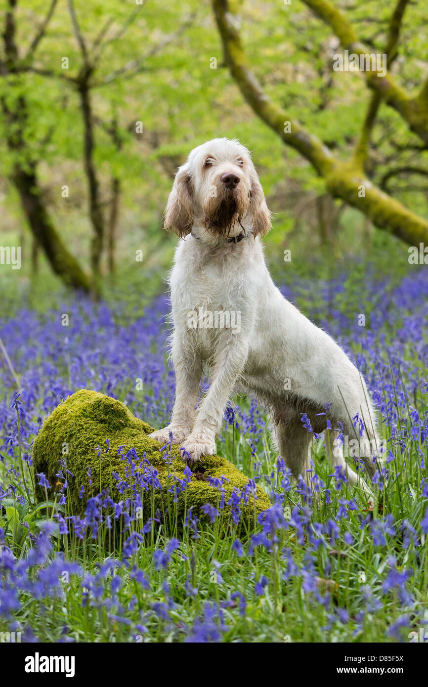 Italian Spinone gundog portrait among Bluebell woods Stock Photo
