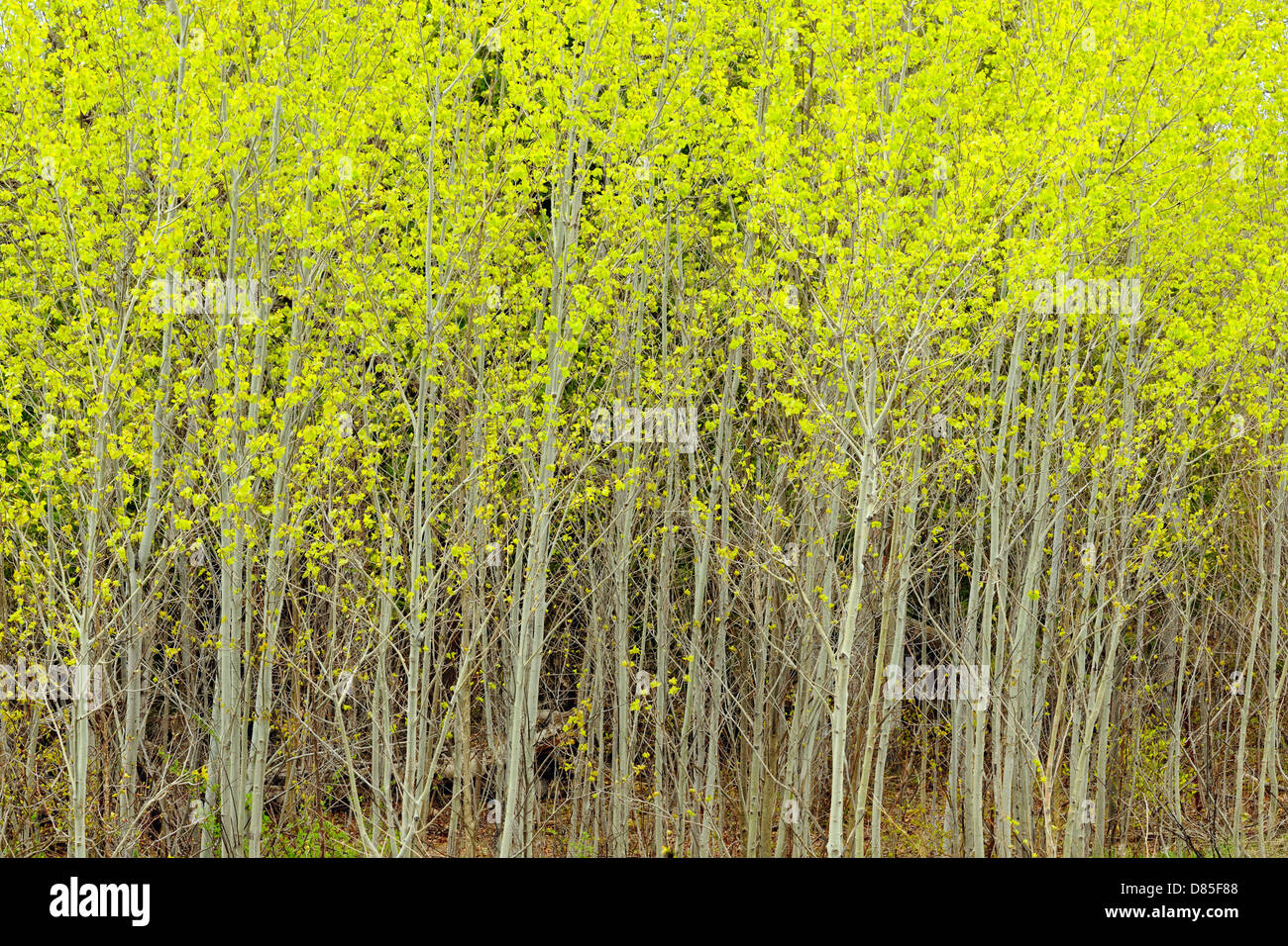 Aspen island hi-res stock photography and images - Alamy