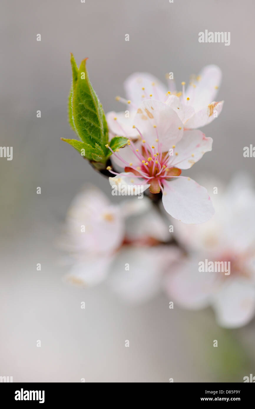 Canada Plum (Prunus nigra). Manitoulin Island- Kagawong Ontario Canada Stock Photo