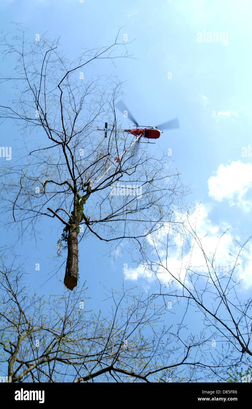 Helicopter carrying a tree Stock Photo Alamy