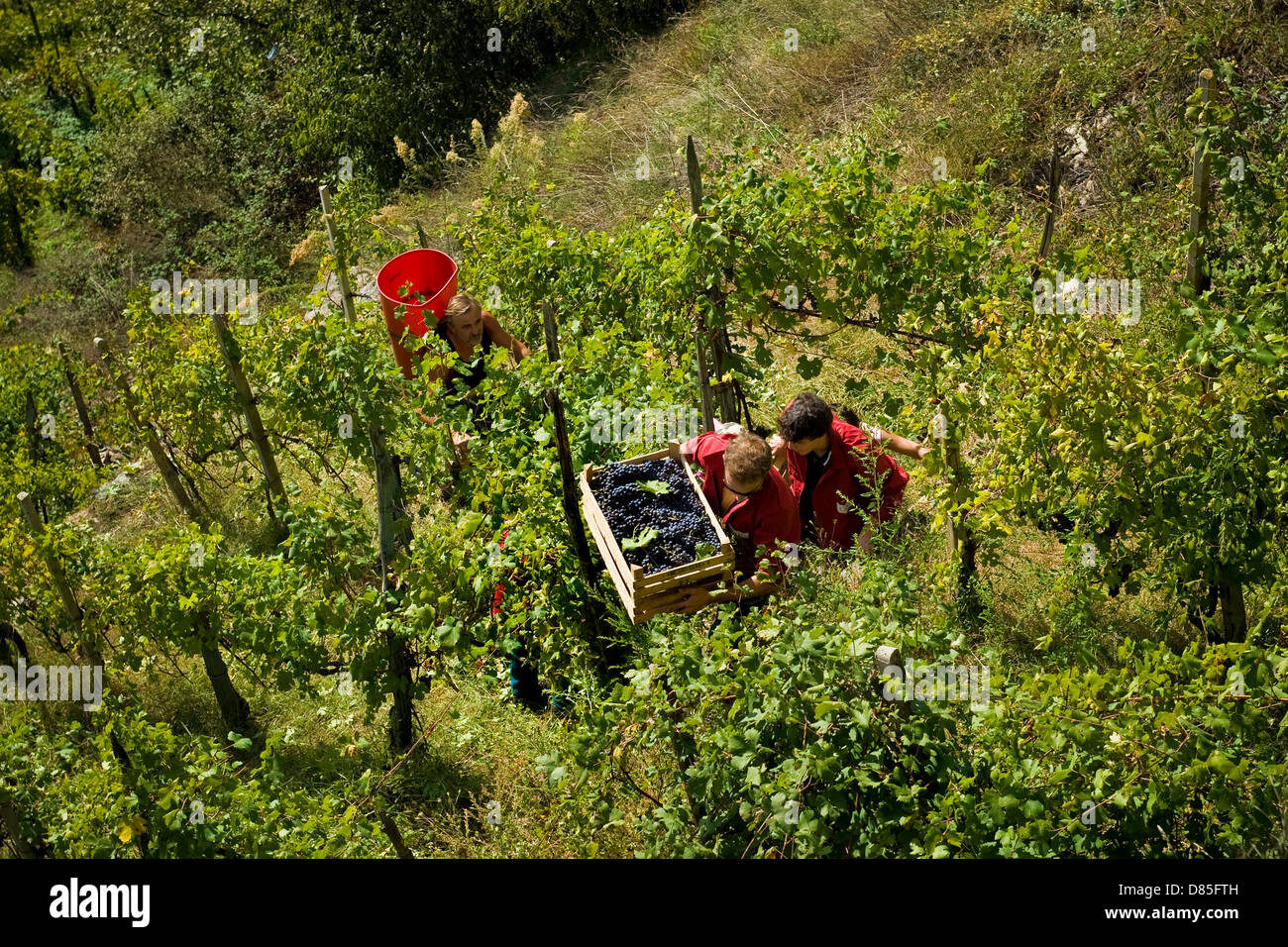 Italy Lombardy Valtellina Chiuro harvest time Stock Photo