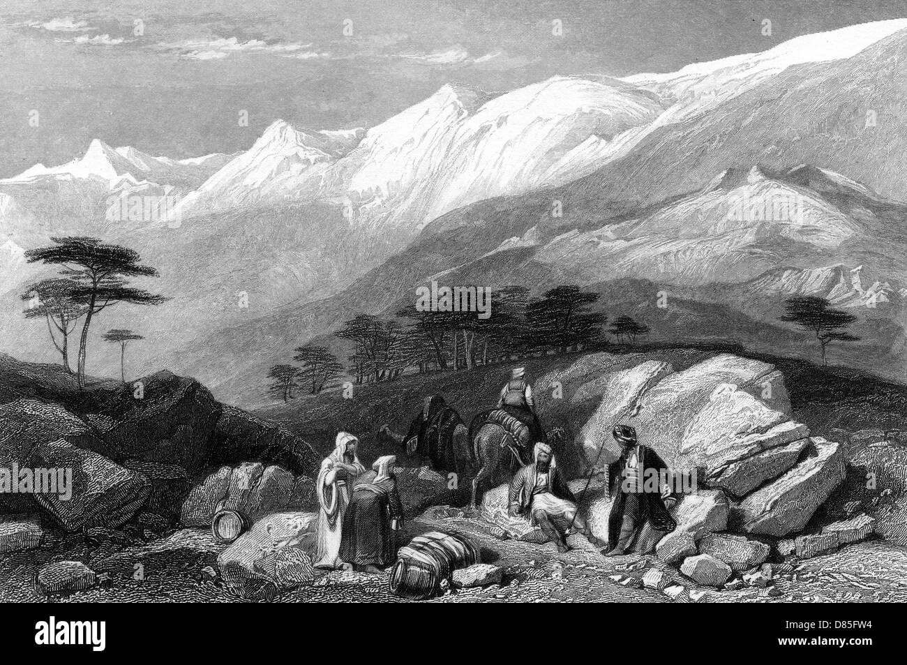 Cedar of lebanon Black and White Stock Photos & Images - Alamy