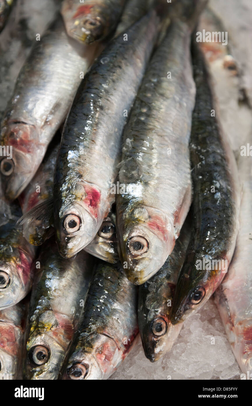Close up of fresh herrings for sale in a fishmongers shop Stock Photo