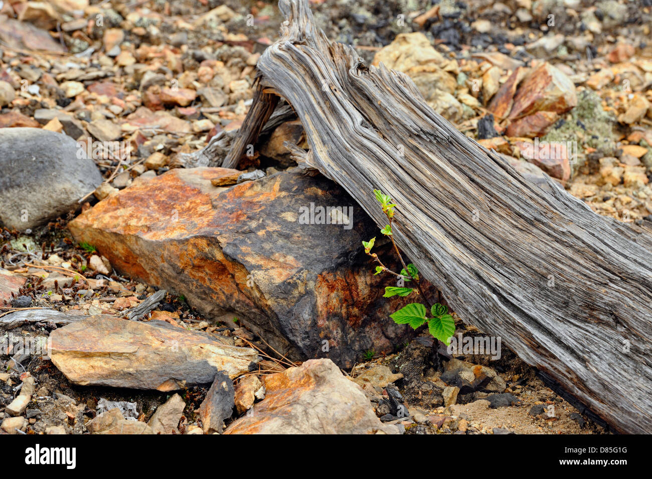 White birch (Betula papyrifera) Seedling in a rocky deforested area, Greater Sudbury, Ontario, Canada Stock Photo