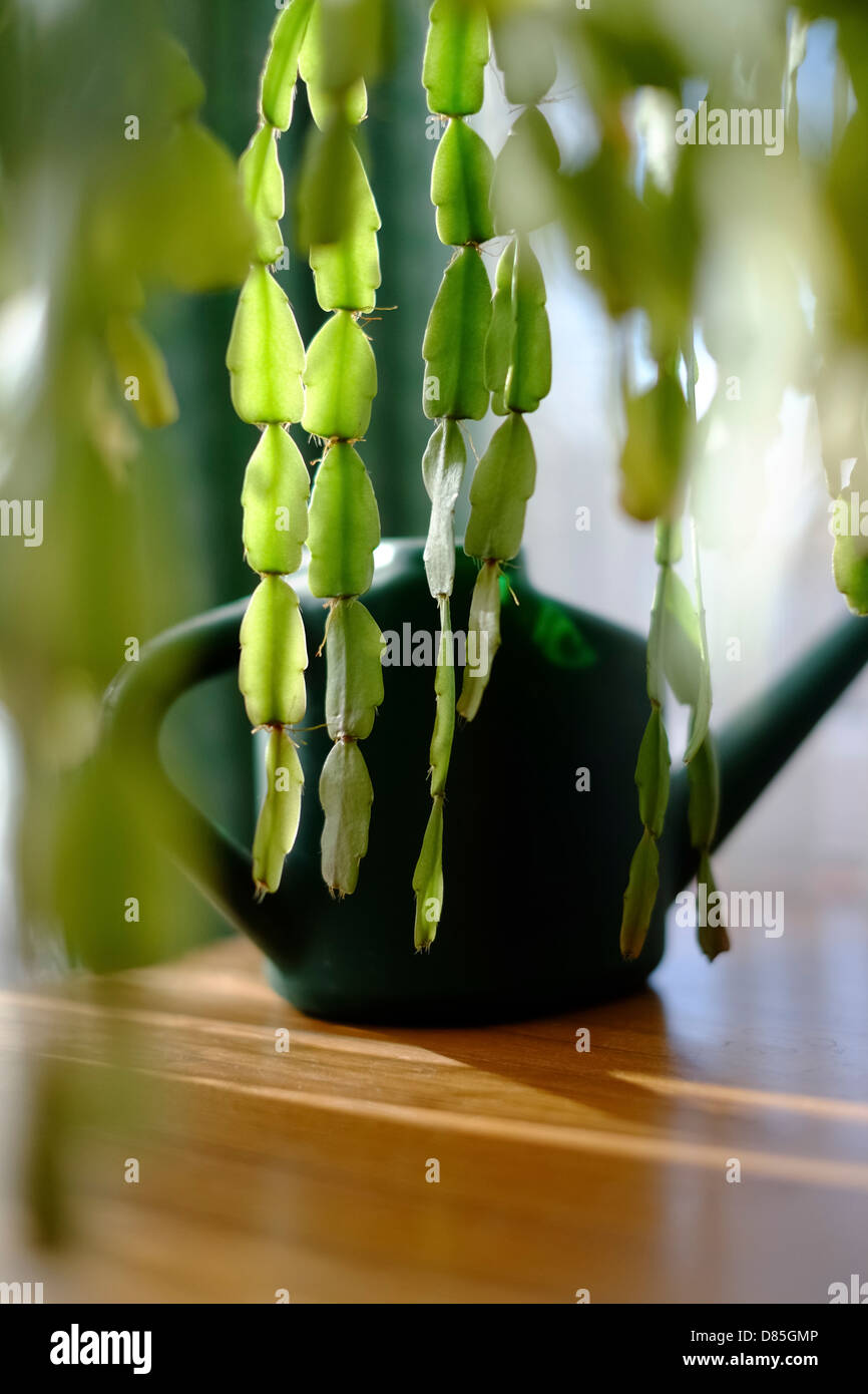 A plant and watering can in the evening sunlight Stock Photo Alamy