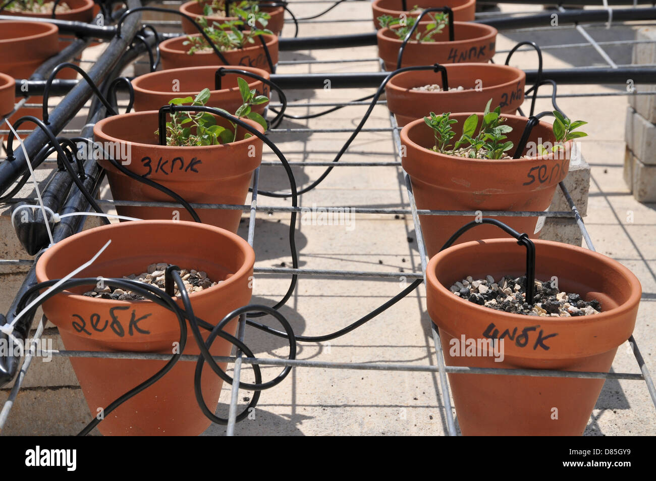Rooftop garden experiment plants are monitored for growth using