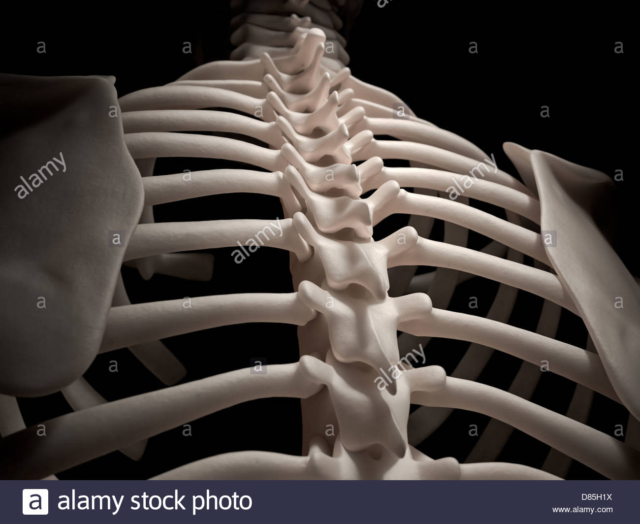 Digital medical illustration Human spine and ribcage (skeleton Stock Photo 56671494 Alamy