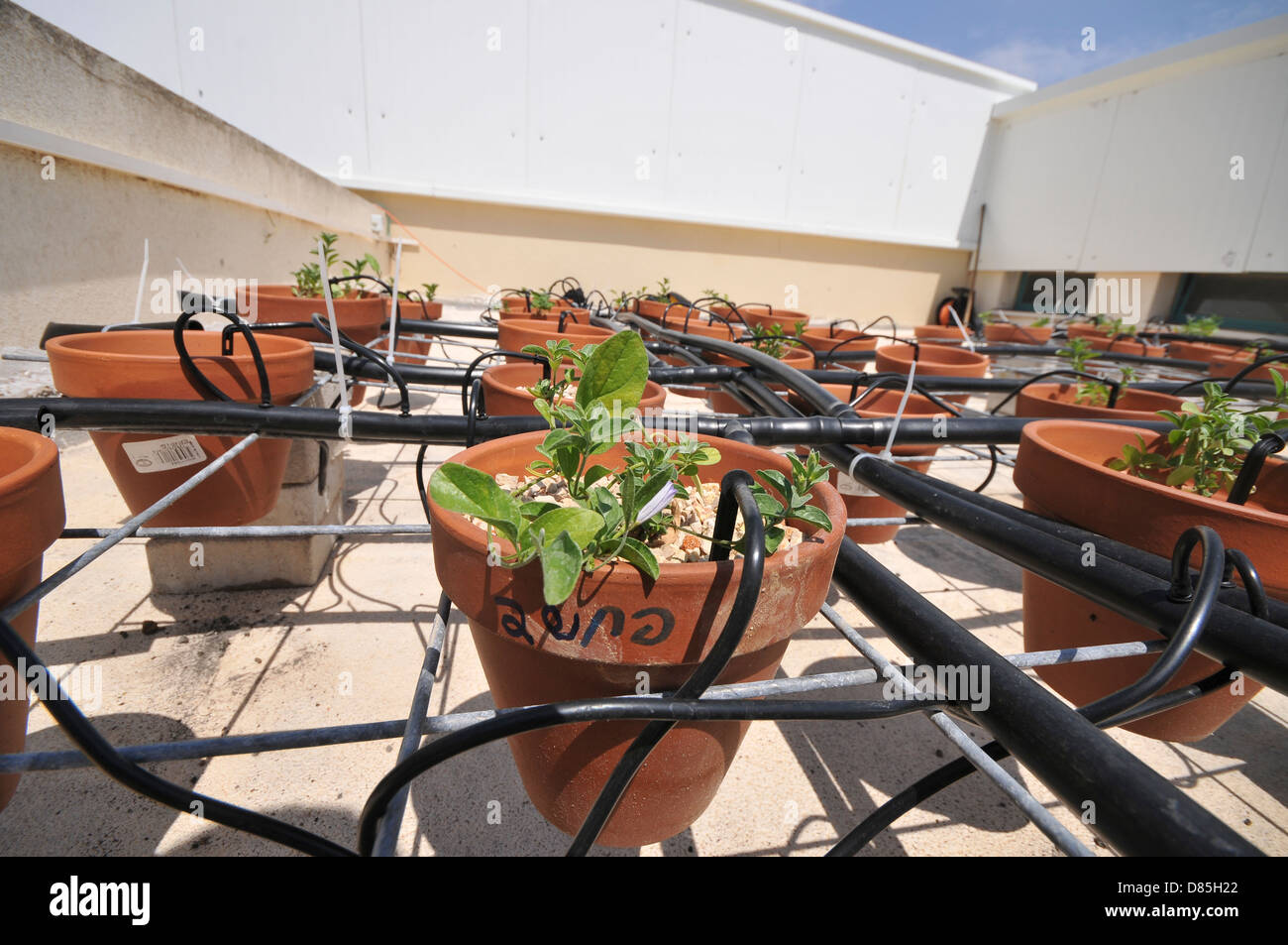Rooftop garden experiment plants are monitored for growth using differnt soil, irrigation and fertilizers combinations  Stock Photo