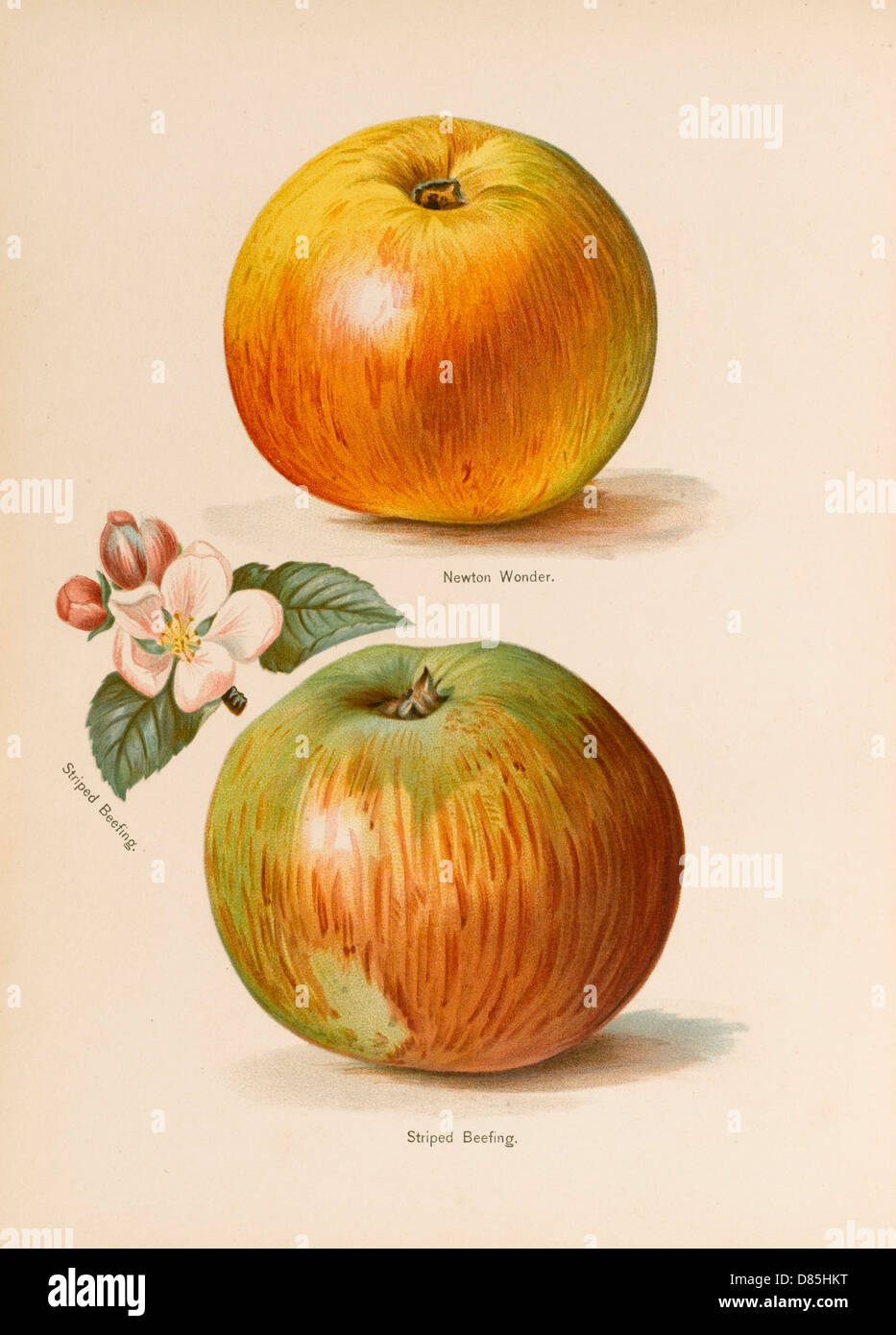 Newton wonder hires stock photography and images Alamy