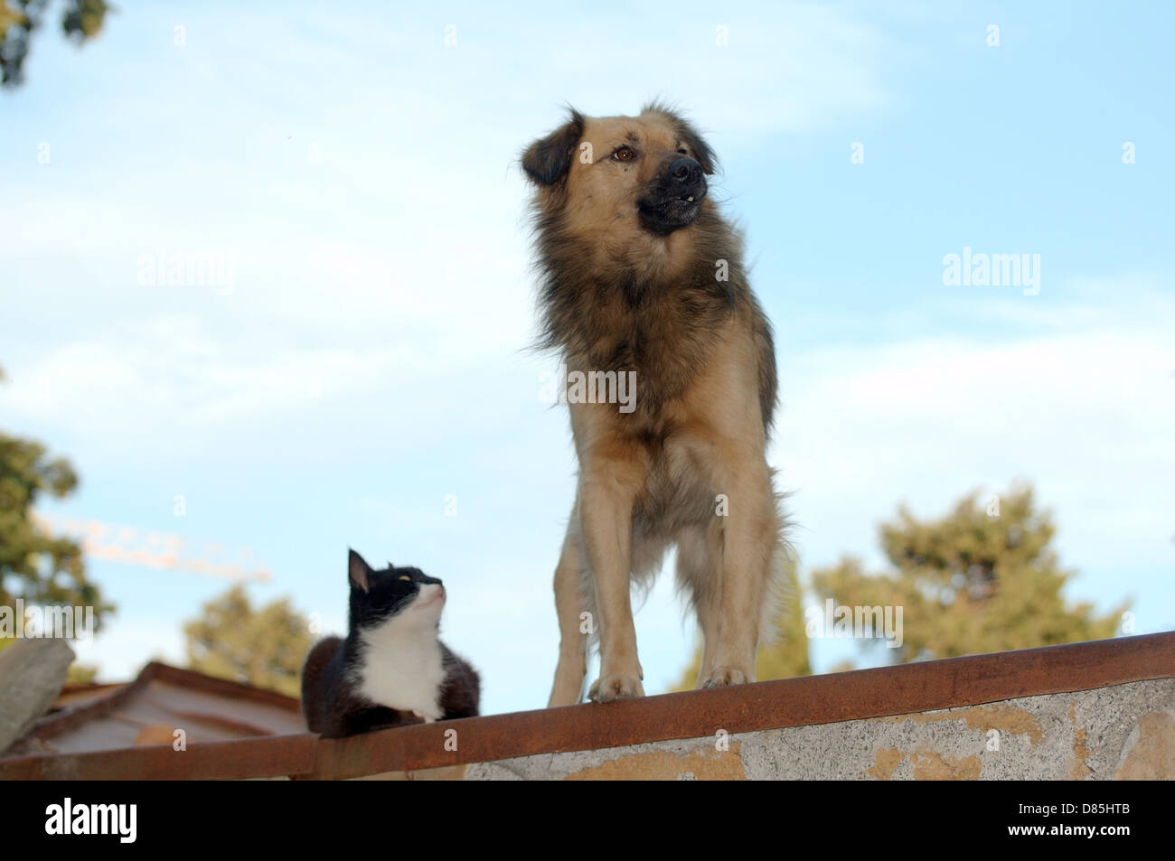 Dog and cat on the roof, Yalta, Crimea, Ukraine, Eastern Europe Stock Photo