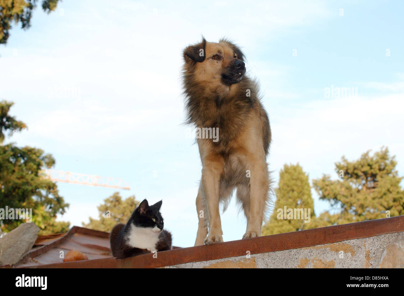 Dog and cat on the roof, Yalta, Crimea, Ukraine, Eastern Europe Stock Photo