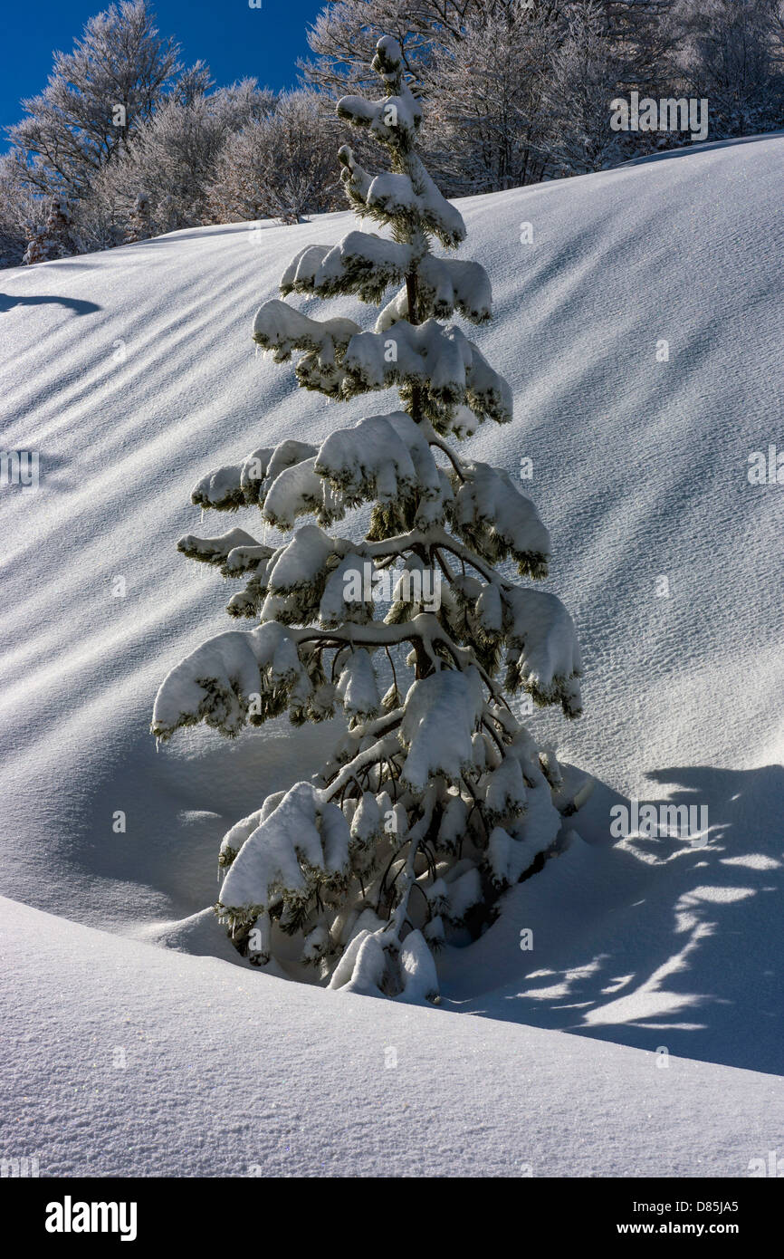 Frost on pine tree hi-res stock photography and images - Alamy