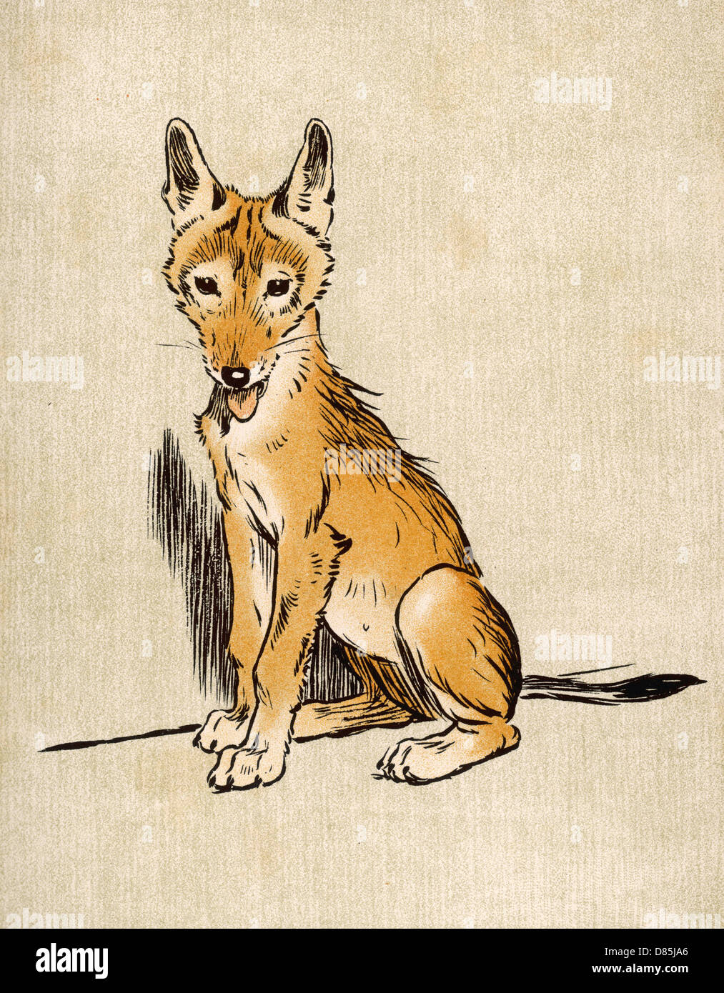 young-jackal-aldin-stock-photo-alamy