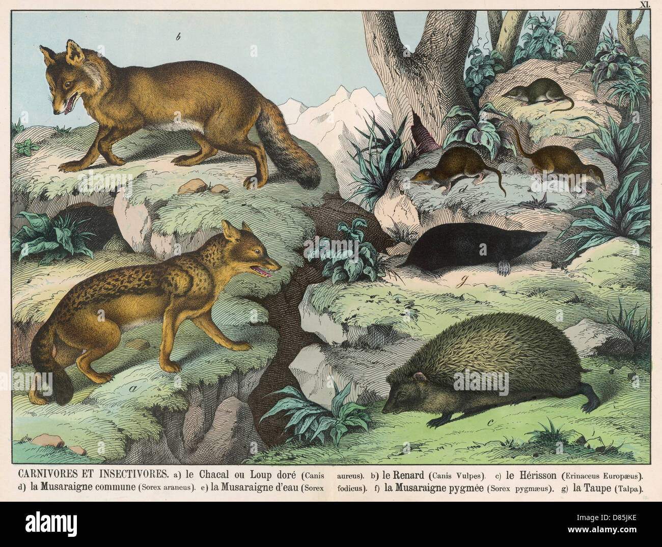 Various Animals Stock Photo - Alamy