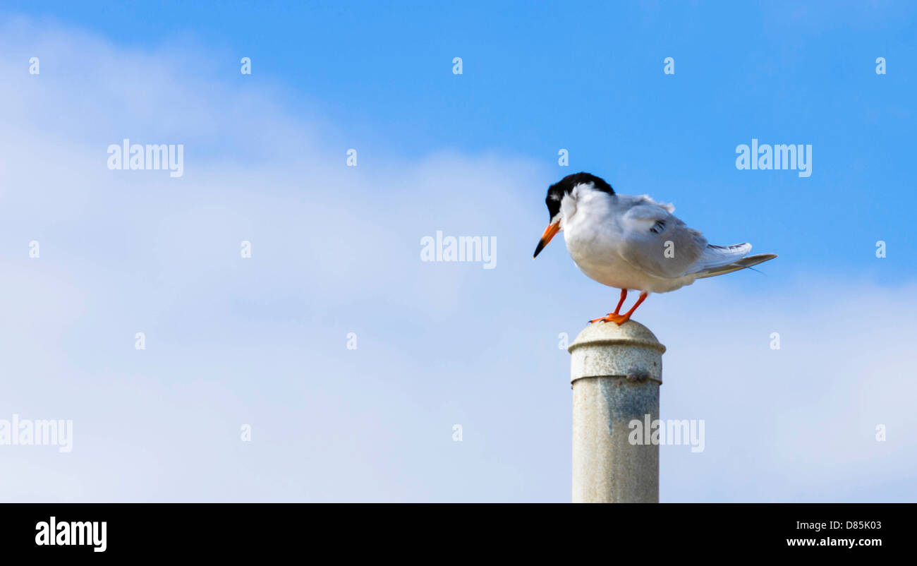perched bird with ruffled feathers on a pole Stock Photo