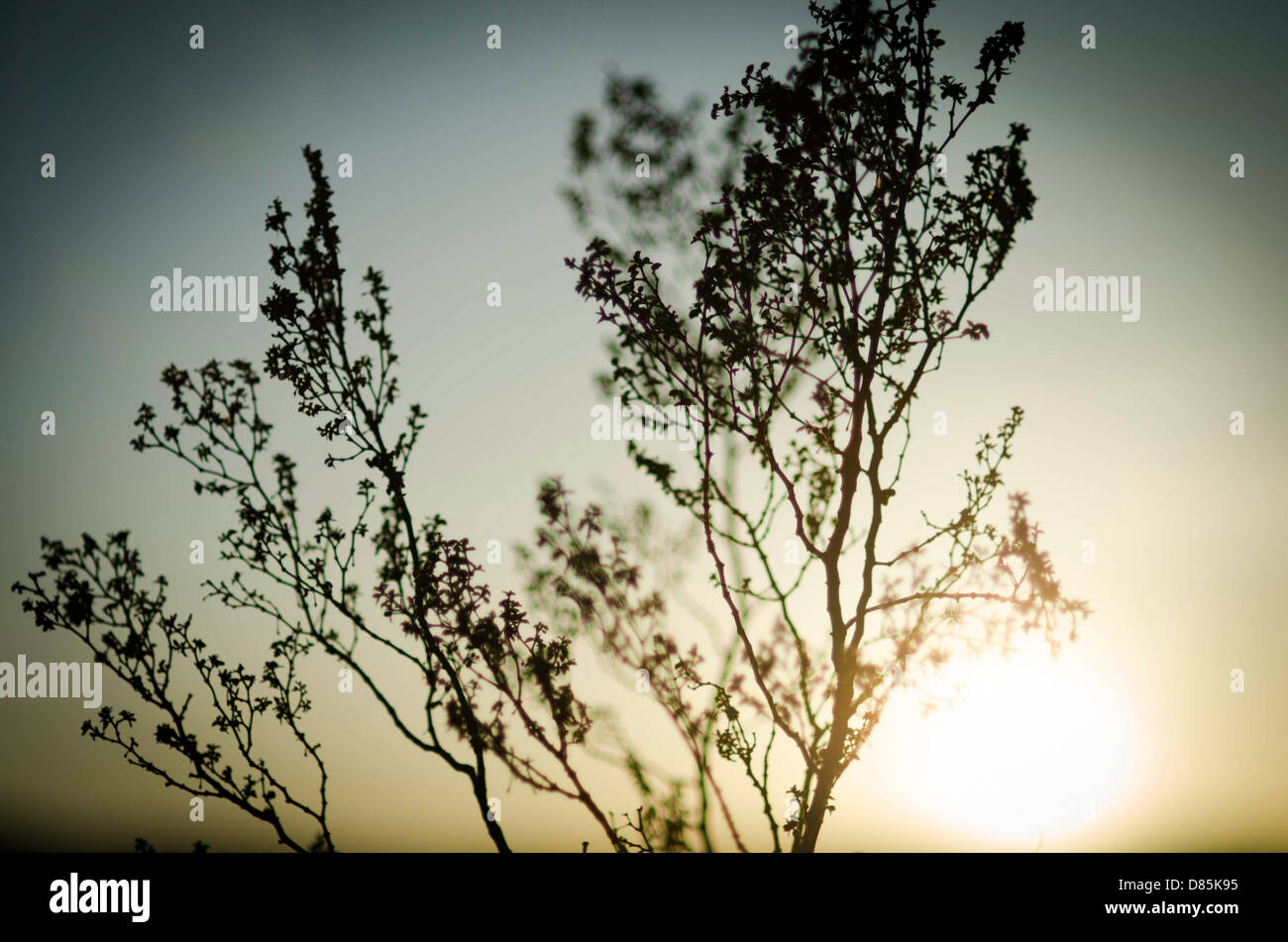 Nature silhouette hi-res stock photography and images - Alamy