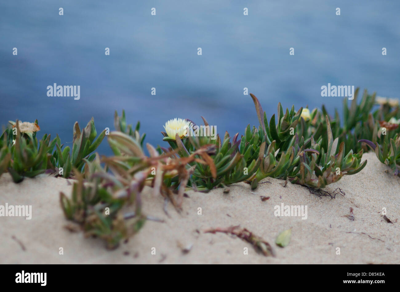 beach weeds Stock Photo - Alamy