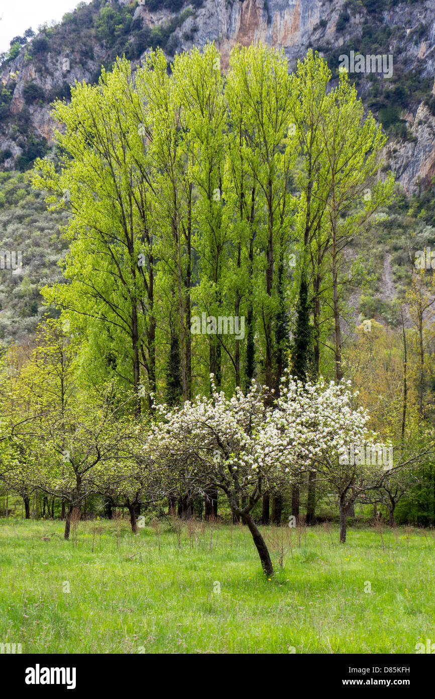 Fresh green spring growth on trees with blossoms Stock Photo