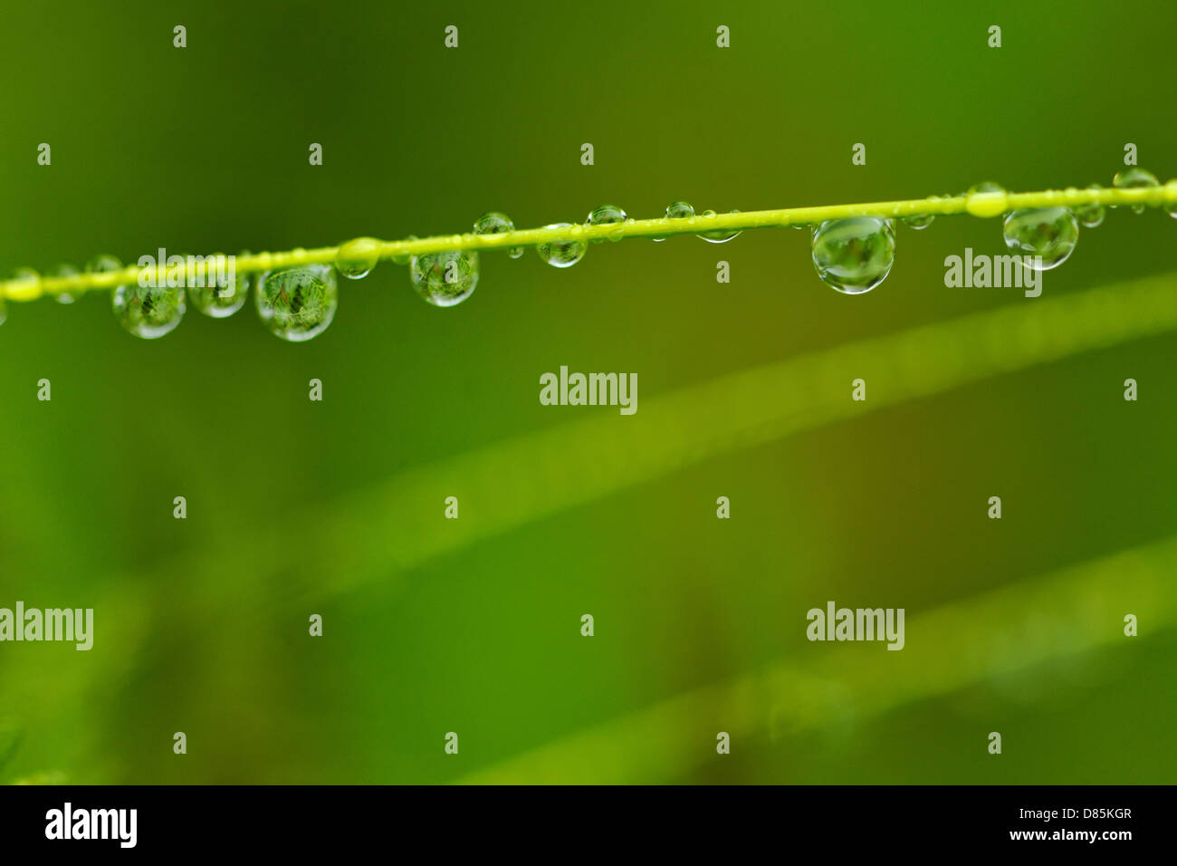 Grass stalks with raindrops Greater Sudbury, Ontario, Canada Stock Photo