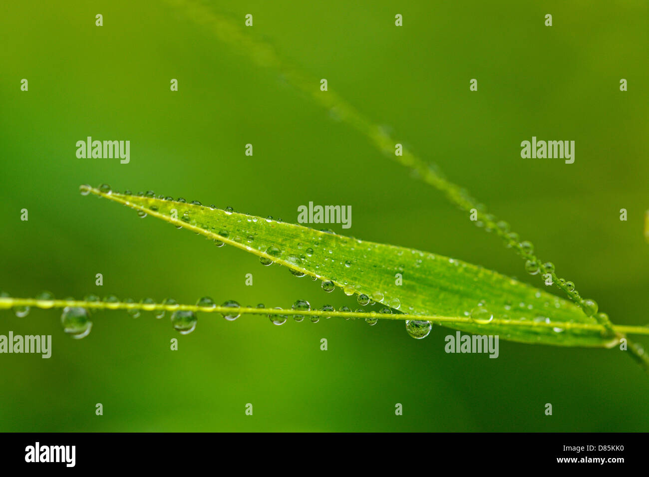 Grass stalks with raindrops Greater Sudbury, Ontario, Canada Stock Photo