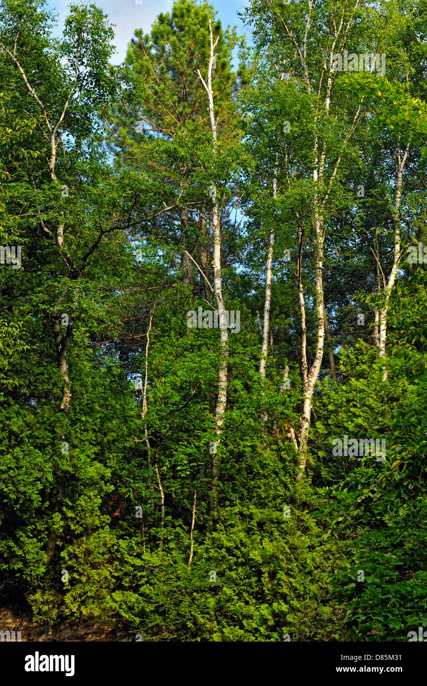 Woodland near the Munising Falls gorge Munising, Michigan USA Stock Photo