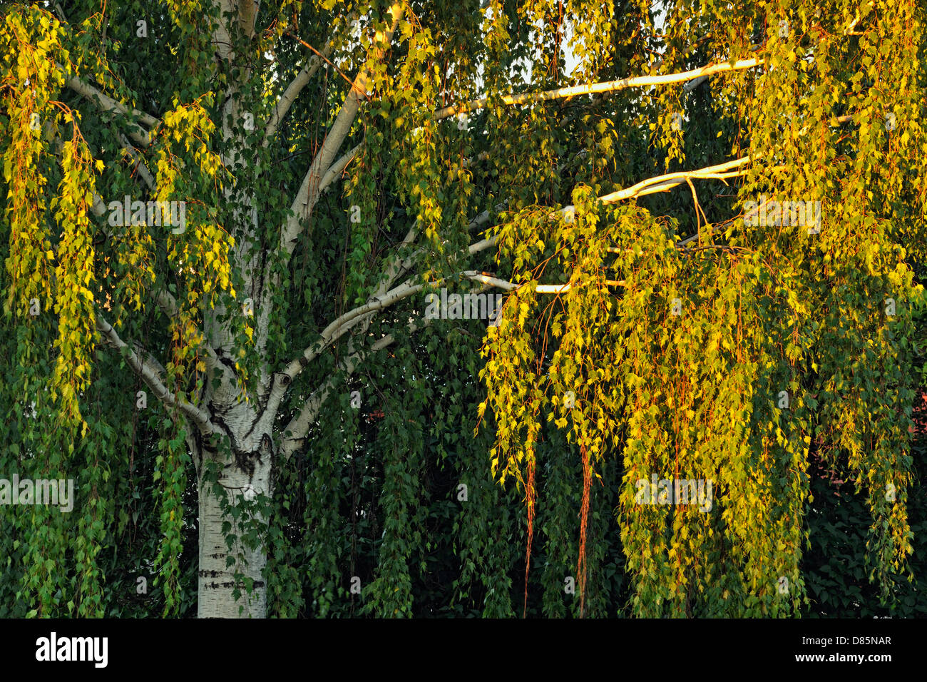 Suburban trees weeping birch, Culbertson, Montana, USA Stock Photo Alamy