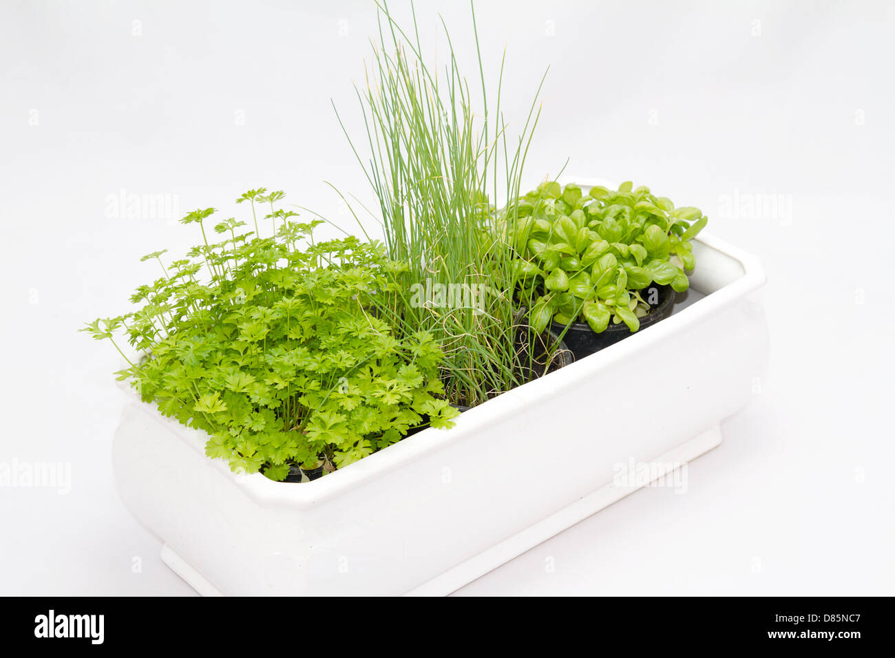 Kitchen herbs in a pot Stock Photo