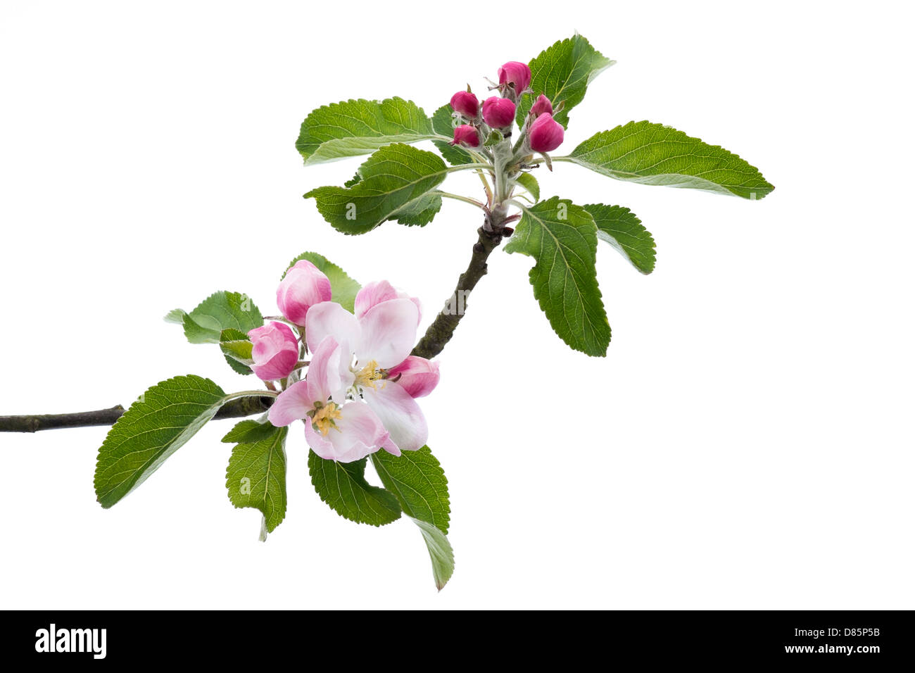 Close Up of Pink Apple Tree Blossom Flowers with Green Leaves on a White Background. Stock Photo