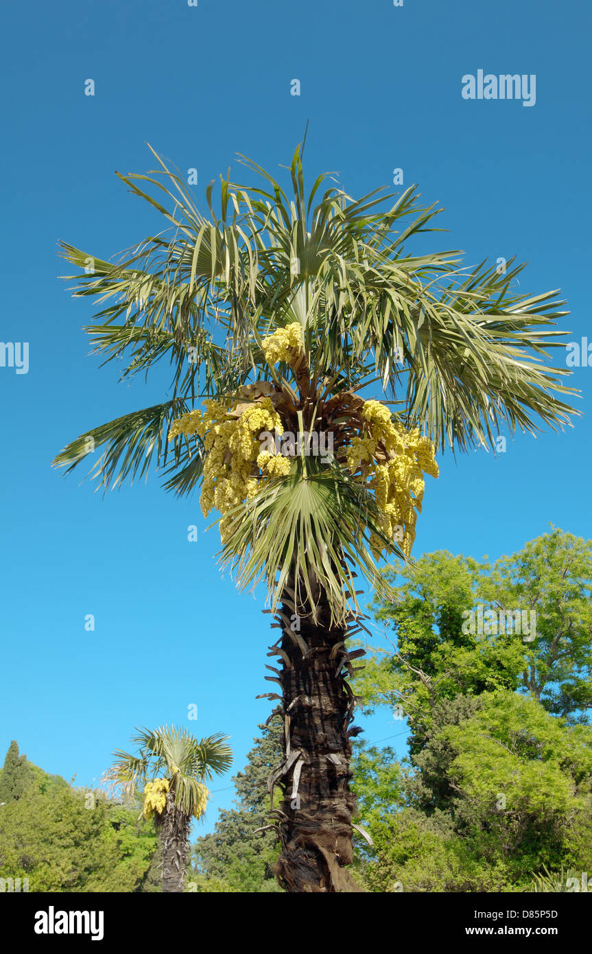Flowering palm tree against the sky, The Greater Yalta, Crimea, Ukraine