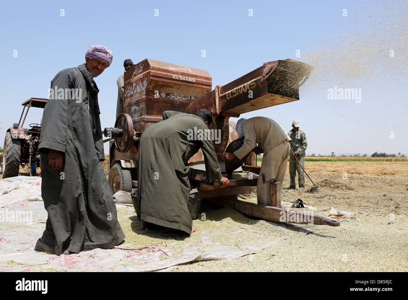 Thresher in a wheat field in Upper Egypt Stock Photo