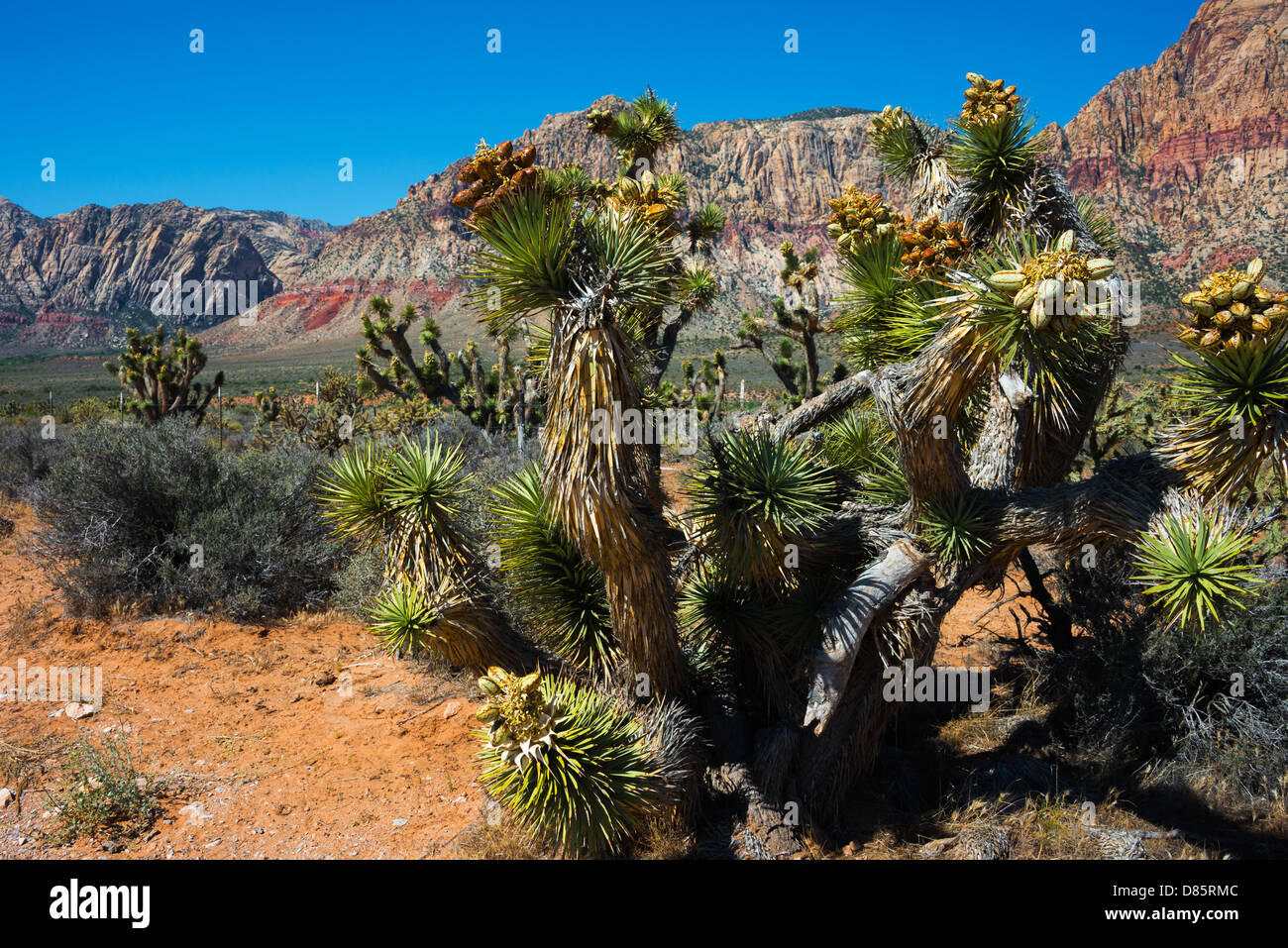 This is an image from Red Rock Canyon, California. Stock Photo