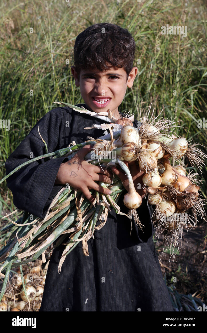 boy harvesting onions, Upper Egypt Stock Photo Alamy