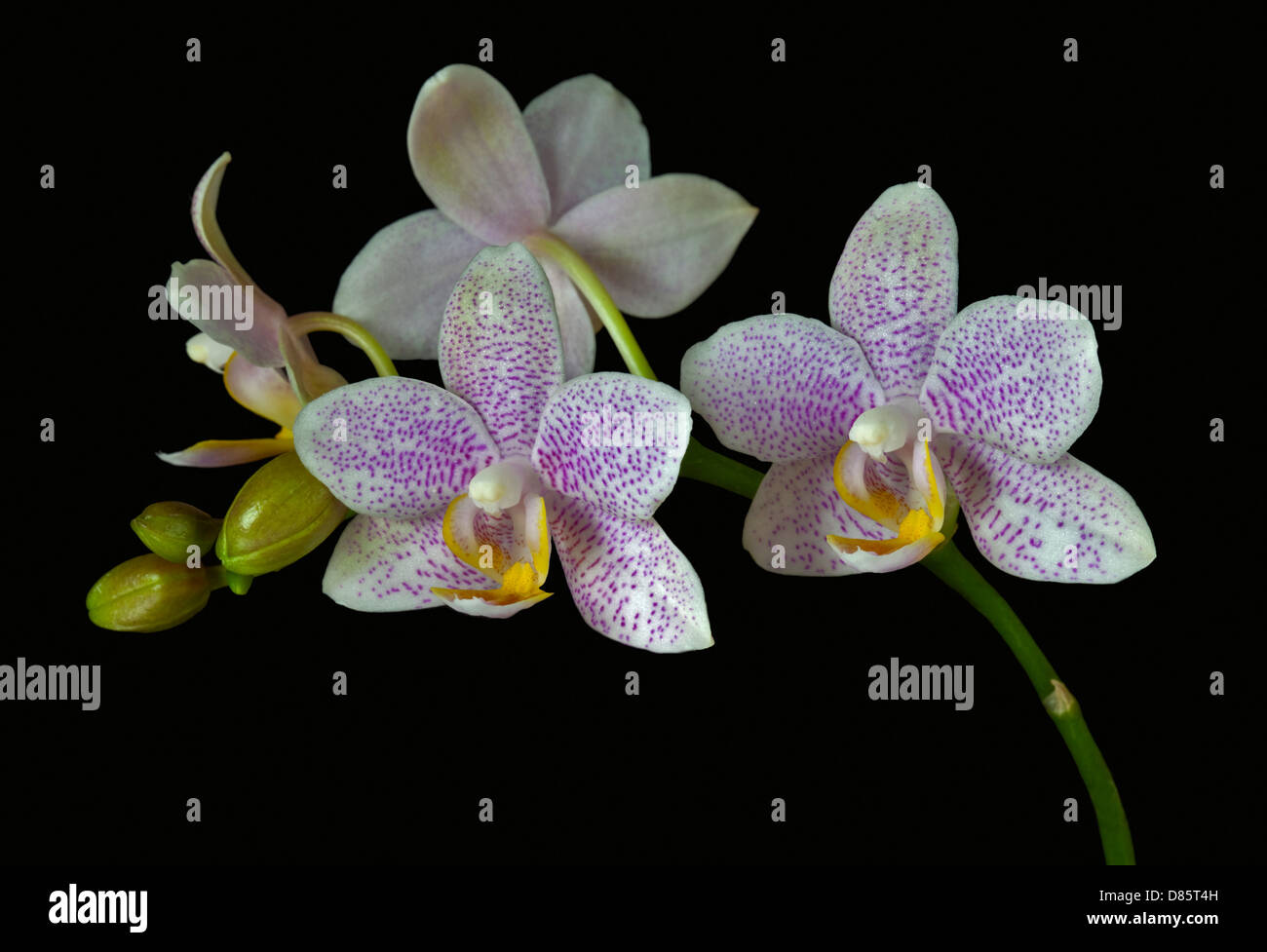 Pink Spotted Phalaenopsis Orchid (Moth Orchid) Stock Photo