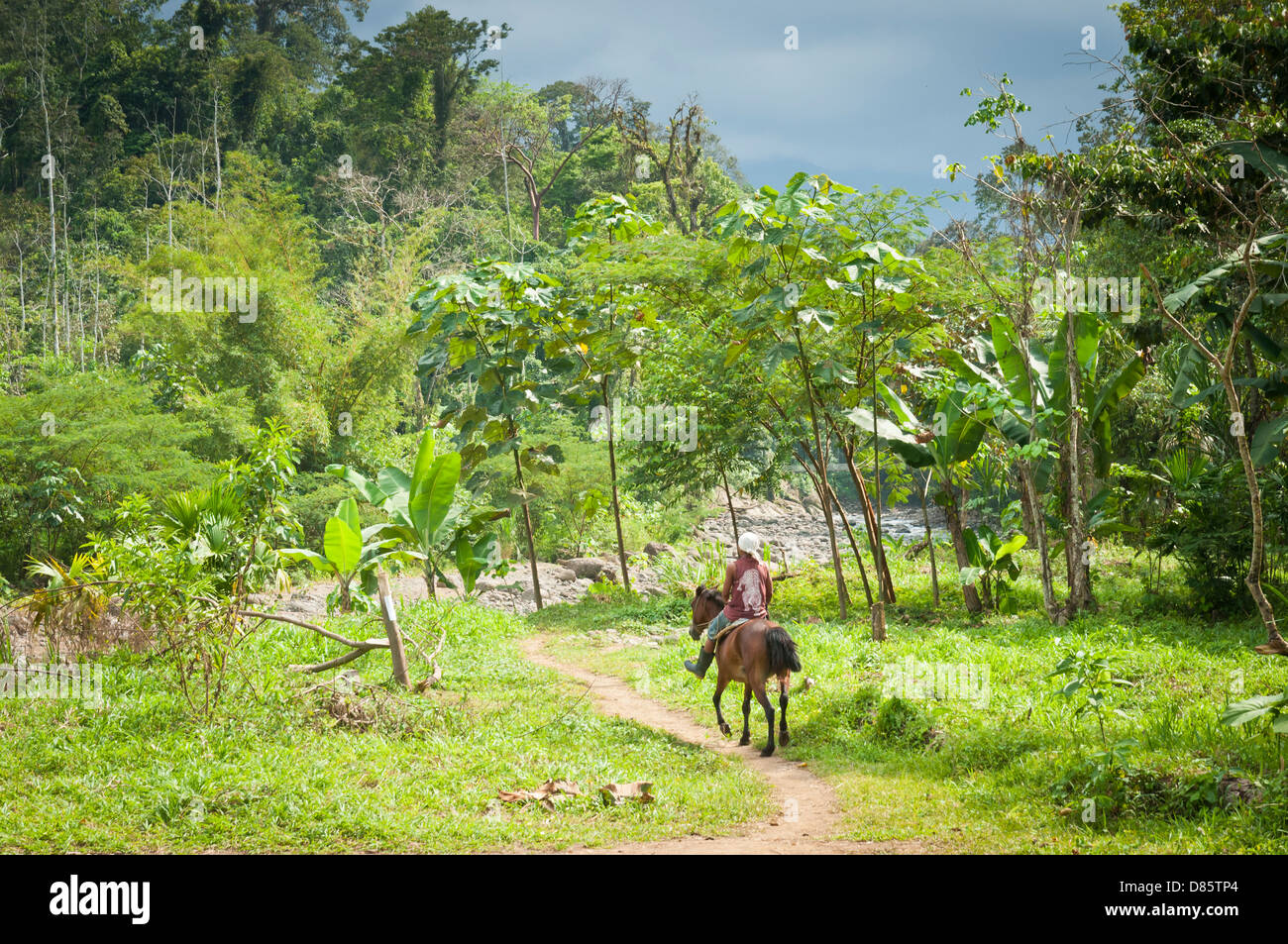Jungle Horse High Resolution Stock Photography And Images Alamy