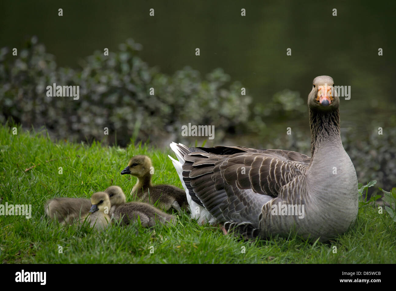 Greylag goose (Anser anser) geese with goslings young birds chicks baby birds common bird fowl graylag in the wild life wildlife Stock Photo