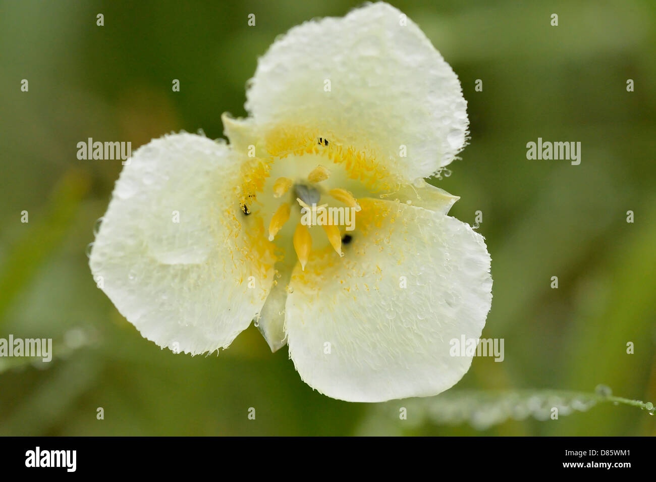 Mariposa Lily (Calochortus leichtlinii) Waterton Lakes National Park, Alberta, Canada Stock Photo