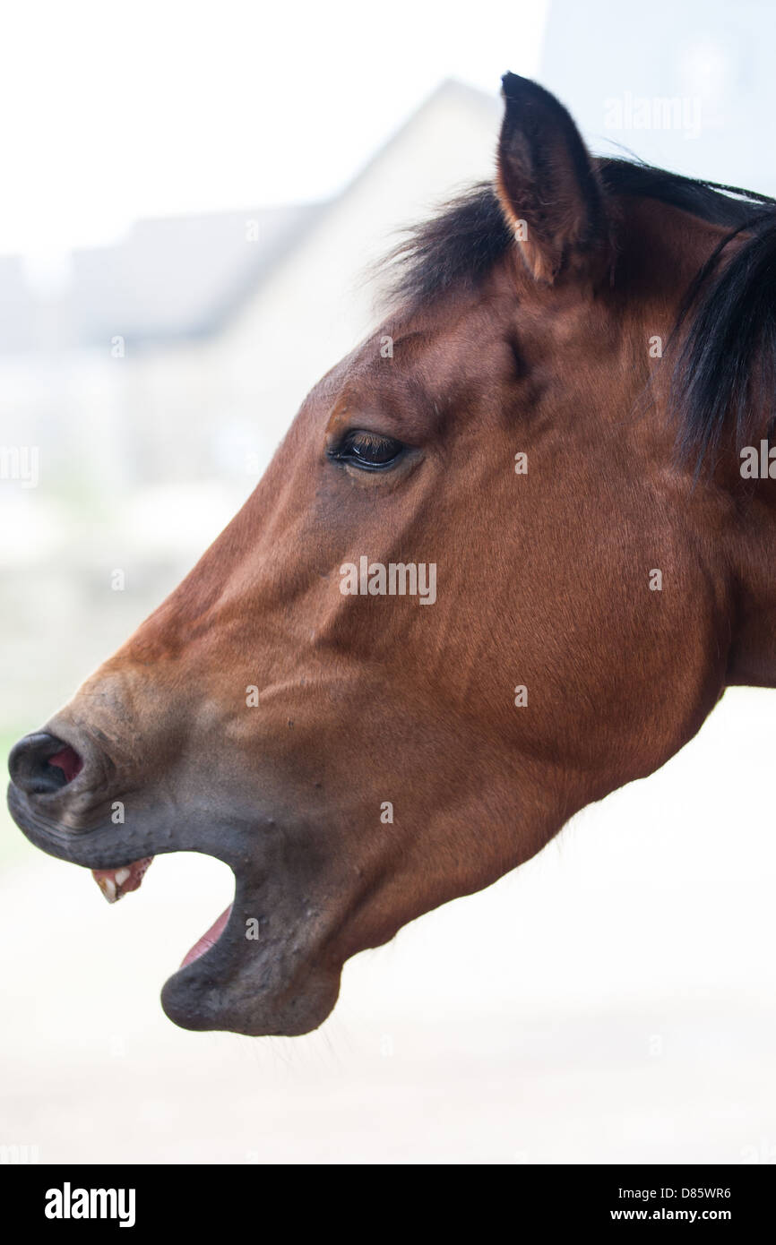Horse with an open mouth in a stable yard, at Hesteyri Horses, Forest