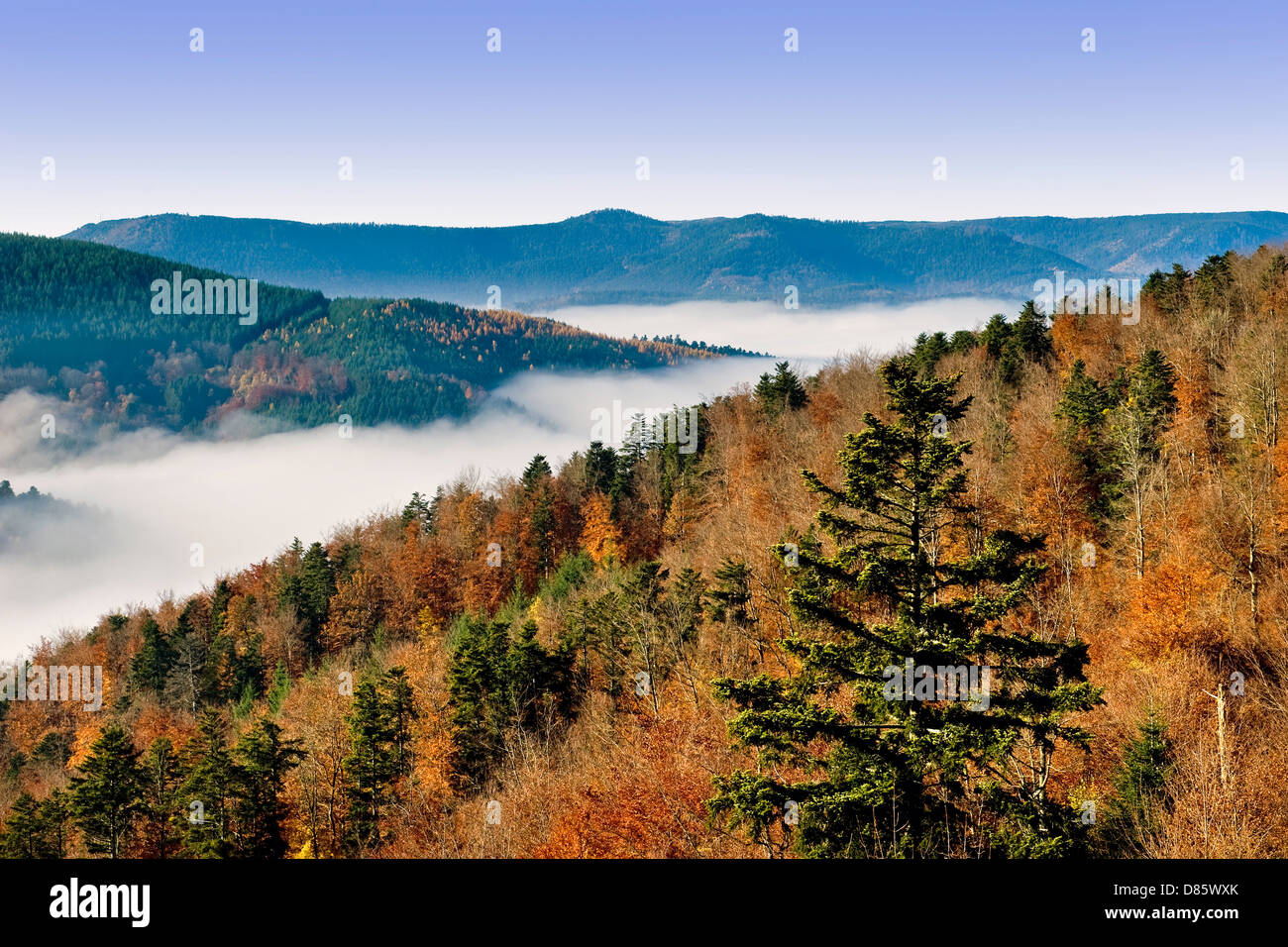 France Alsace Surrounding of Haut Koenigsbourg landscape Stock Photo