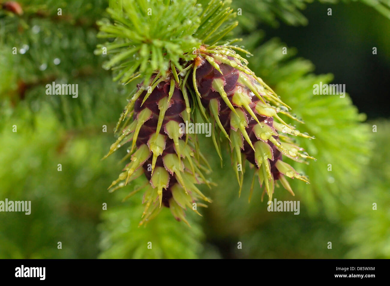 Douglas fir (Pseudotsuga menziesi) Reproductive cones Waterton Lakes National Park, Alberta, Canada Stock Photo