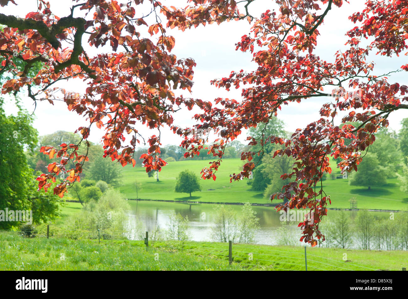 The lake and meadows on the Ripley Castle estate in Ripley, North