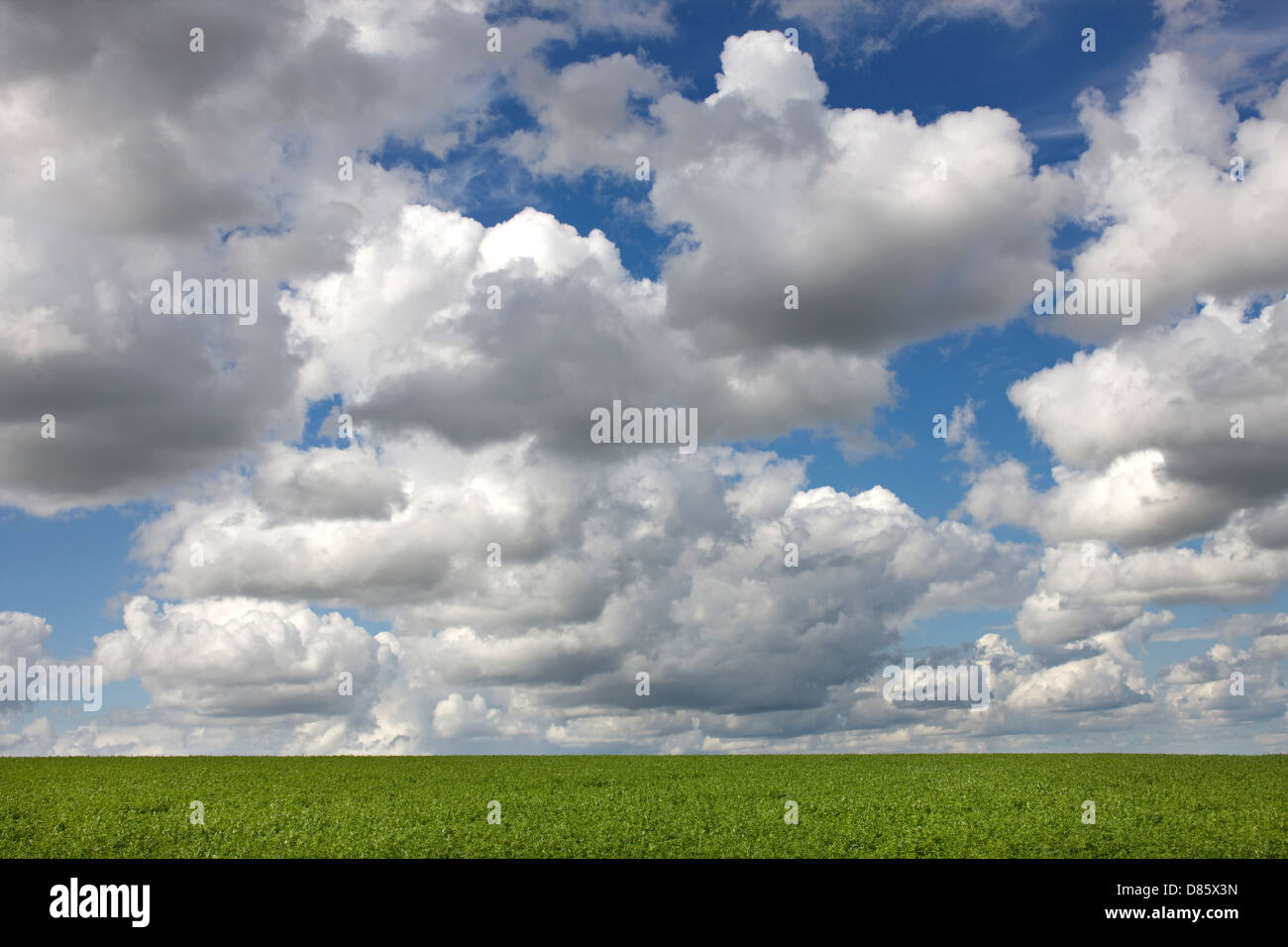 Cumulus mediocris clouds over field Stock Photo