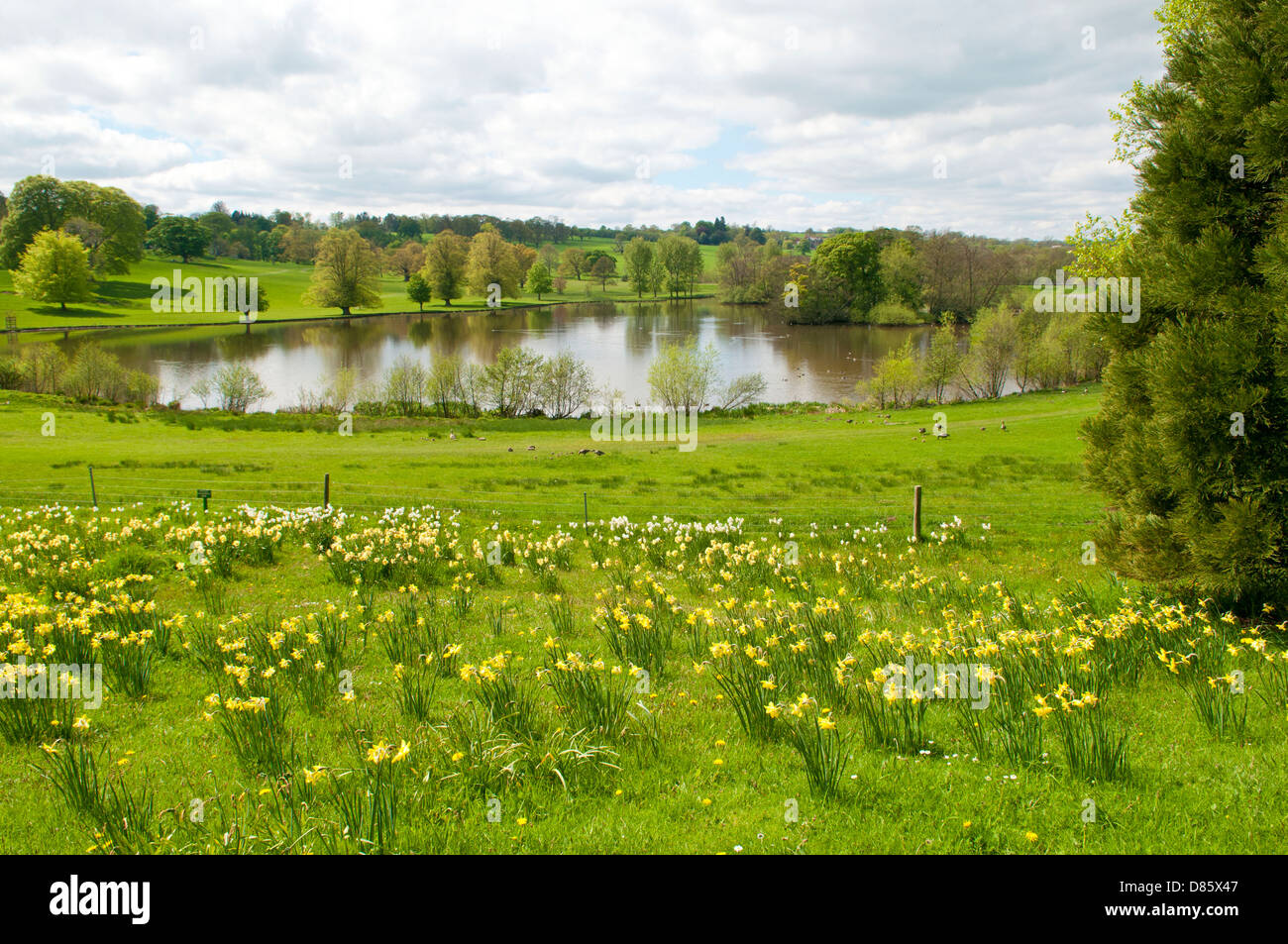 The lake and meadows on the Ripley Castle estate in Ripley, North