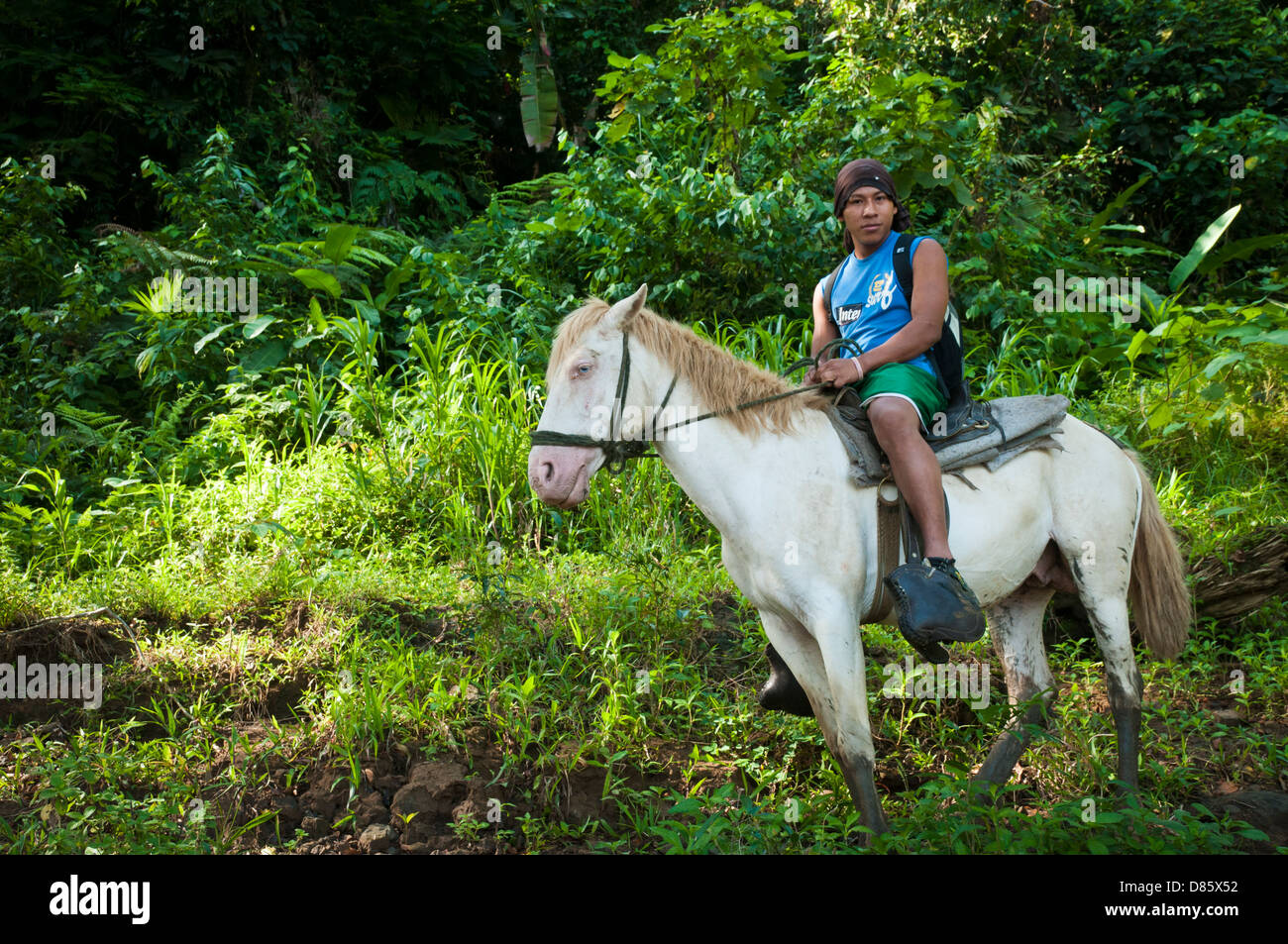 Jungle Horse High Resolution Stock Photography And Images Alamy