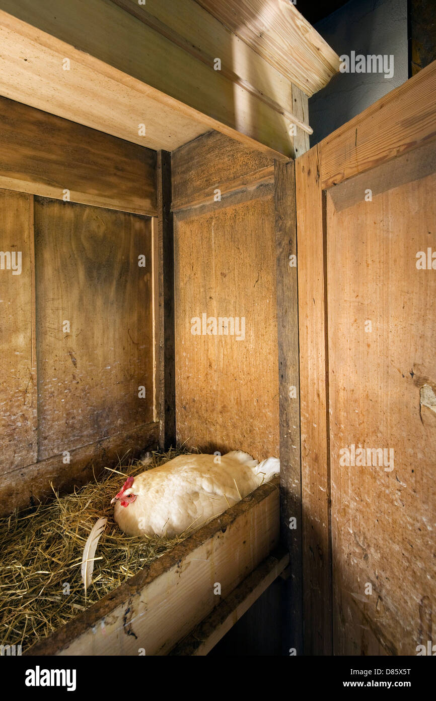 Chicken breeding on nest made in wardrobe at farm Stock Photo