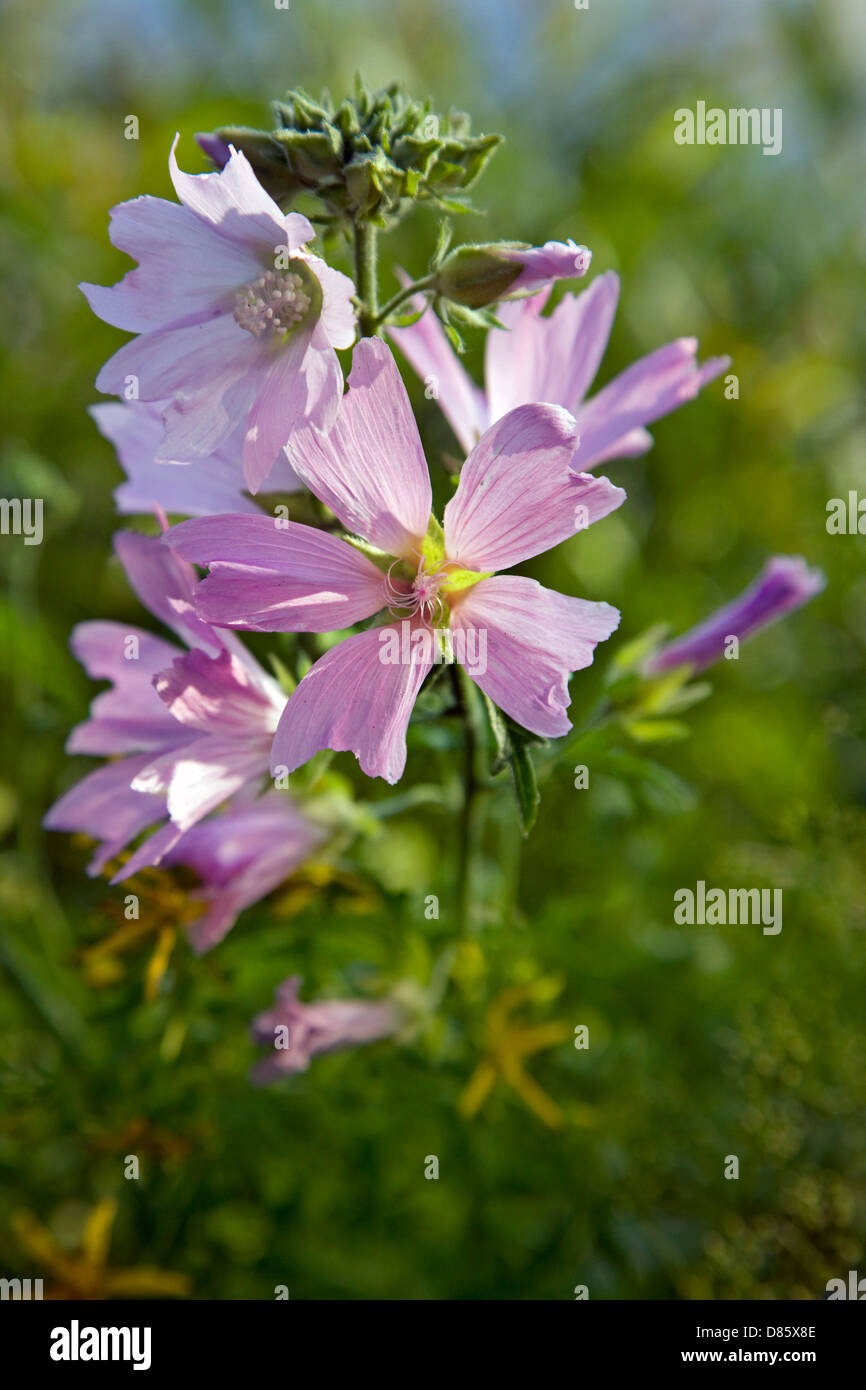 Musk-mallow (Malva moschata) in flower Stock Photo