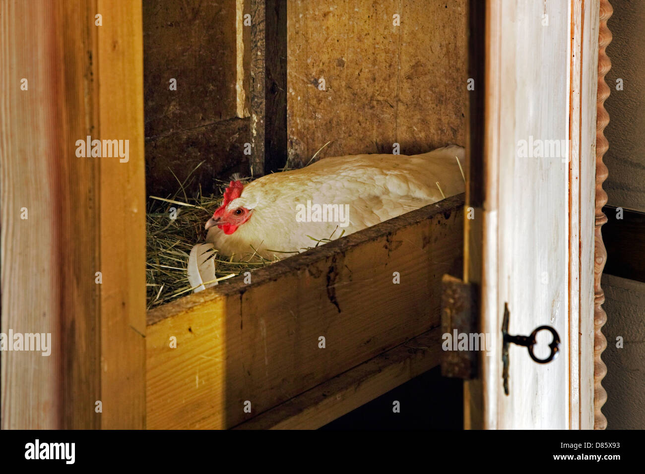 Chicken breeding on nest made in wardrobe at farm Stock Photo